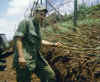 Don Arceneaux on The Volcano 1970.jpg (208711 bytes)