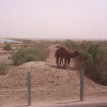 Camels